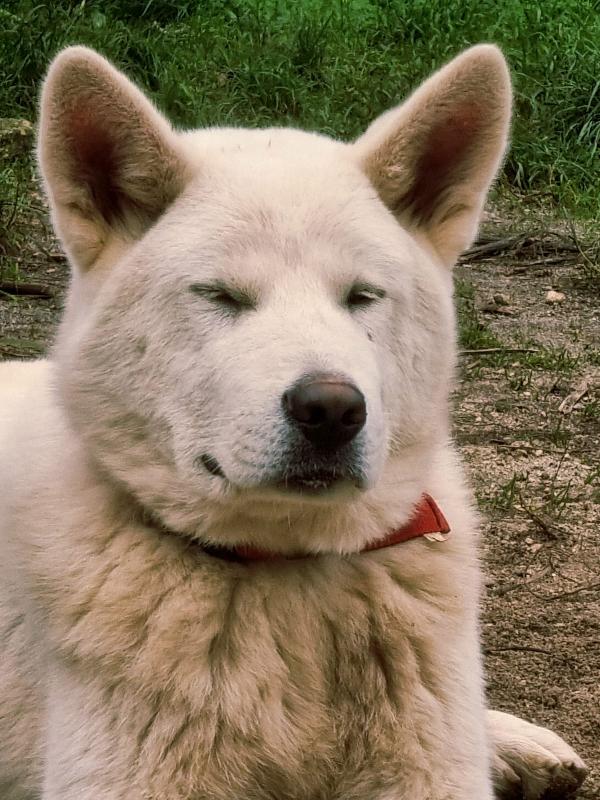 ✨ ❤️Hiro splendido cagnolone cerca famiglia 🏠✨  Foto 3